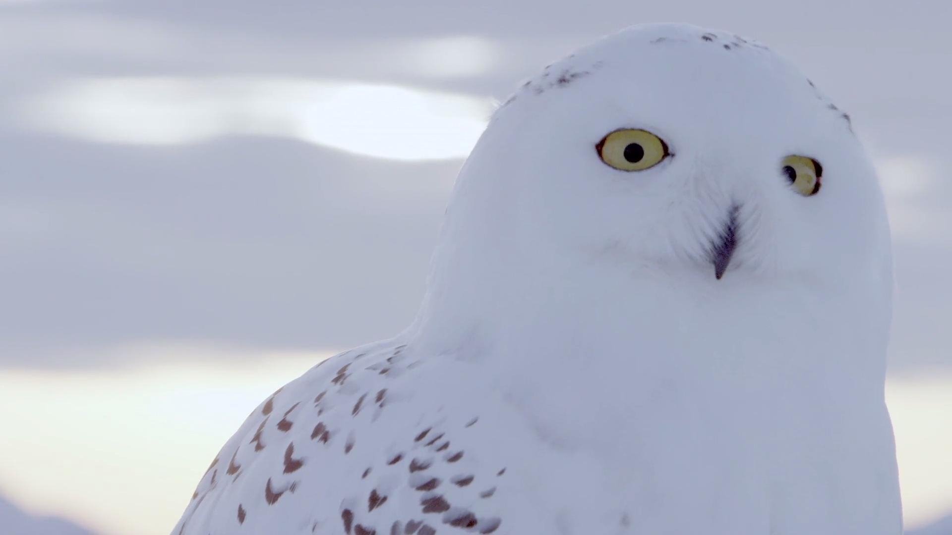 A Winter's Tale: The Journey Of The Snowy Owls