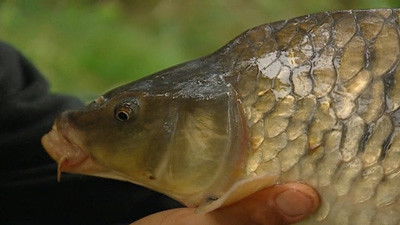 Days 11-12 Eel and Carp