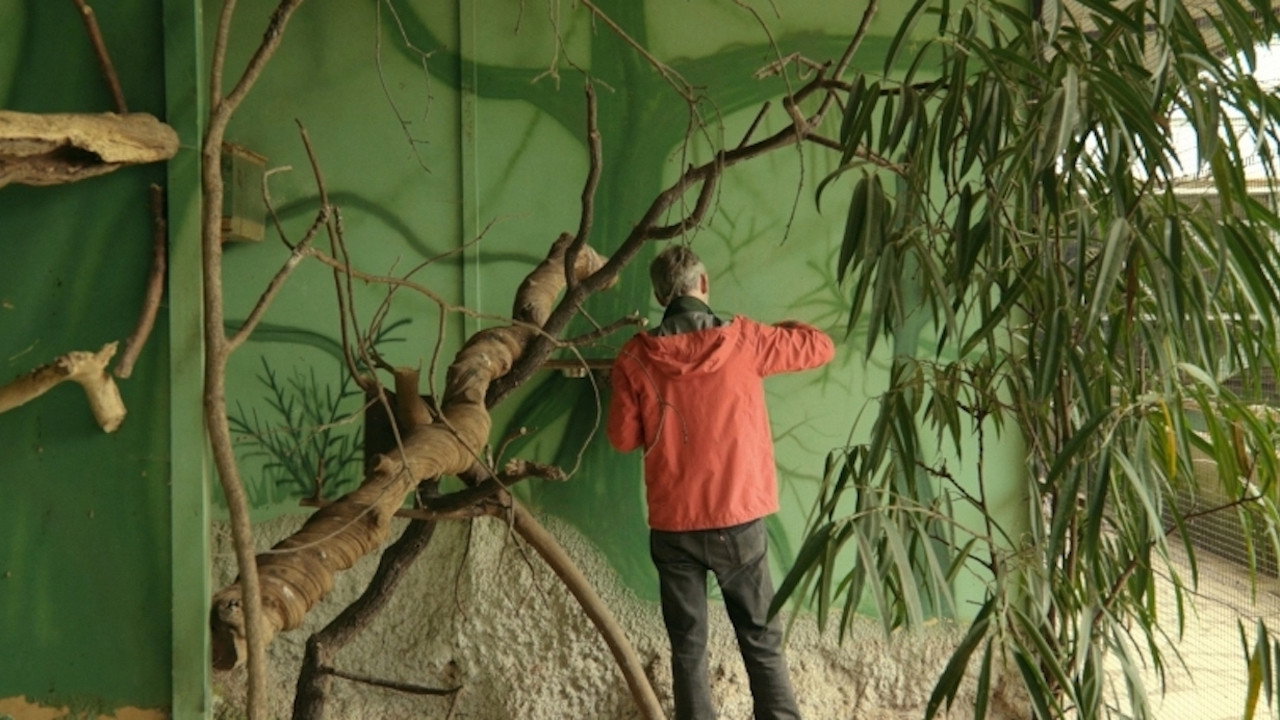 Director