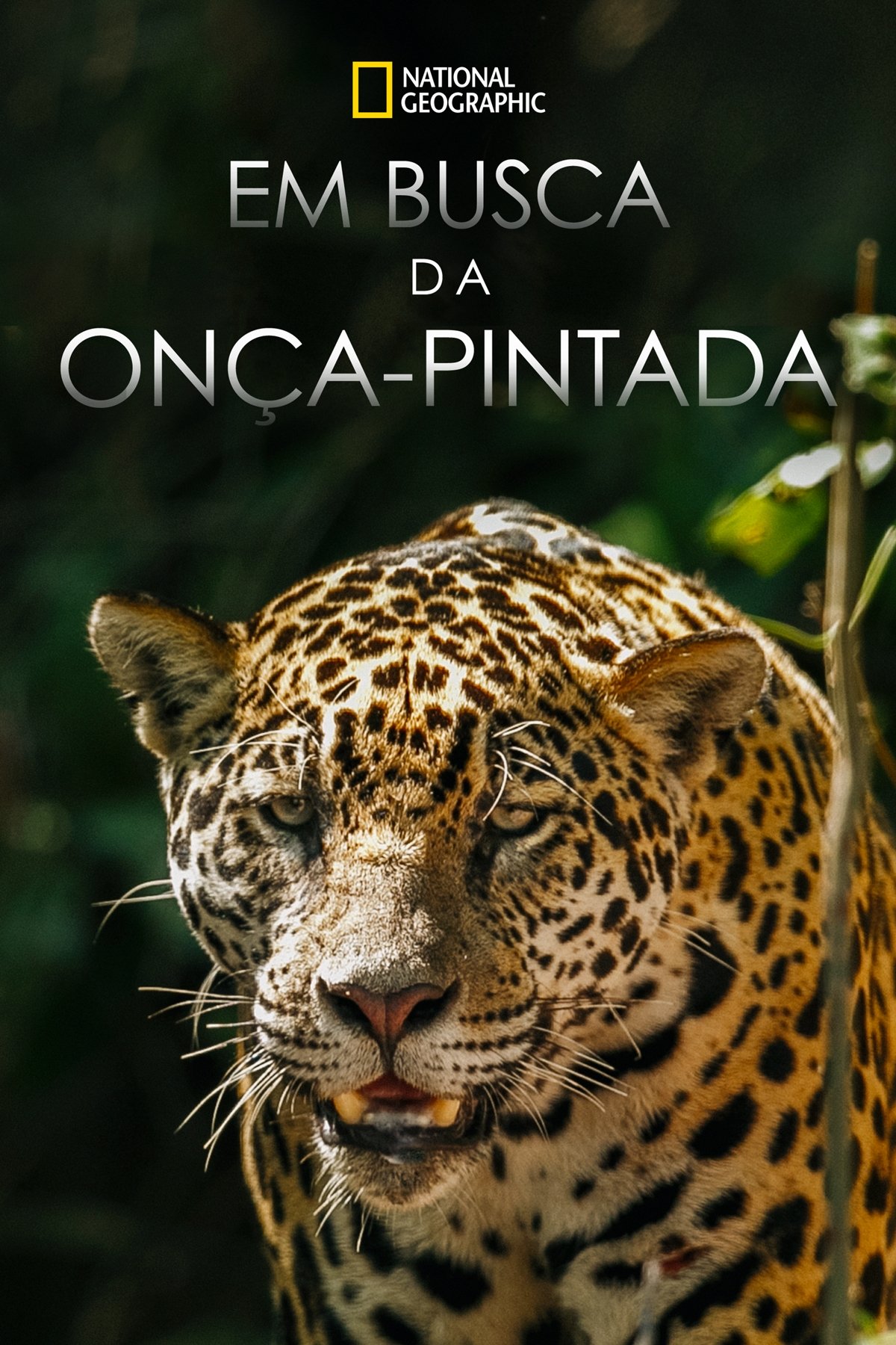 Poster de Em Busca da Onça-Pintada