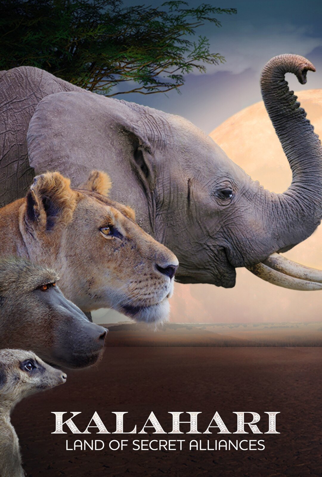 Poster de Kalahari: Land of Secret Alliances