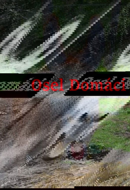 Poster de Osel domácí