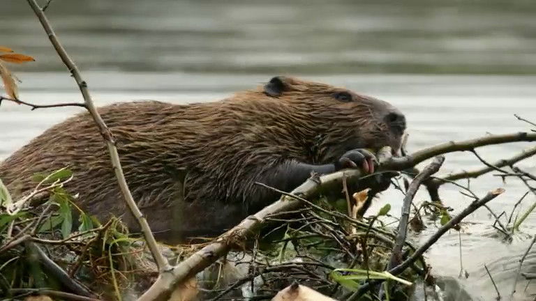 If I Were a Beaver