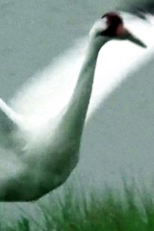 Poster de A Great White Bird