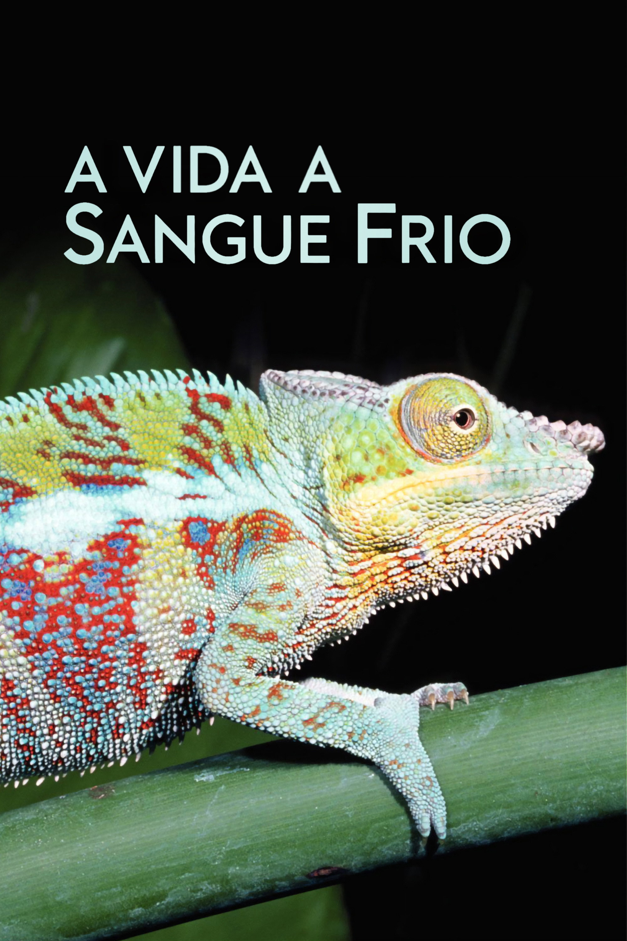 Poster de A Vida a Sangue Frio