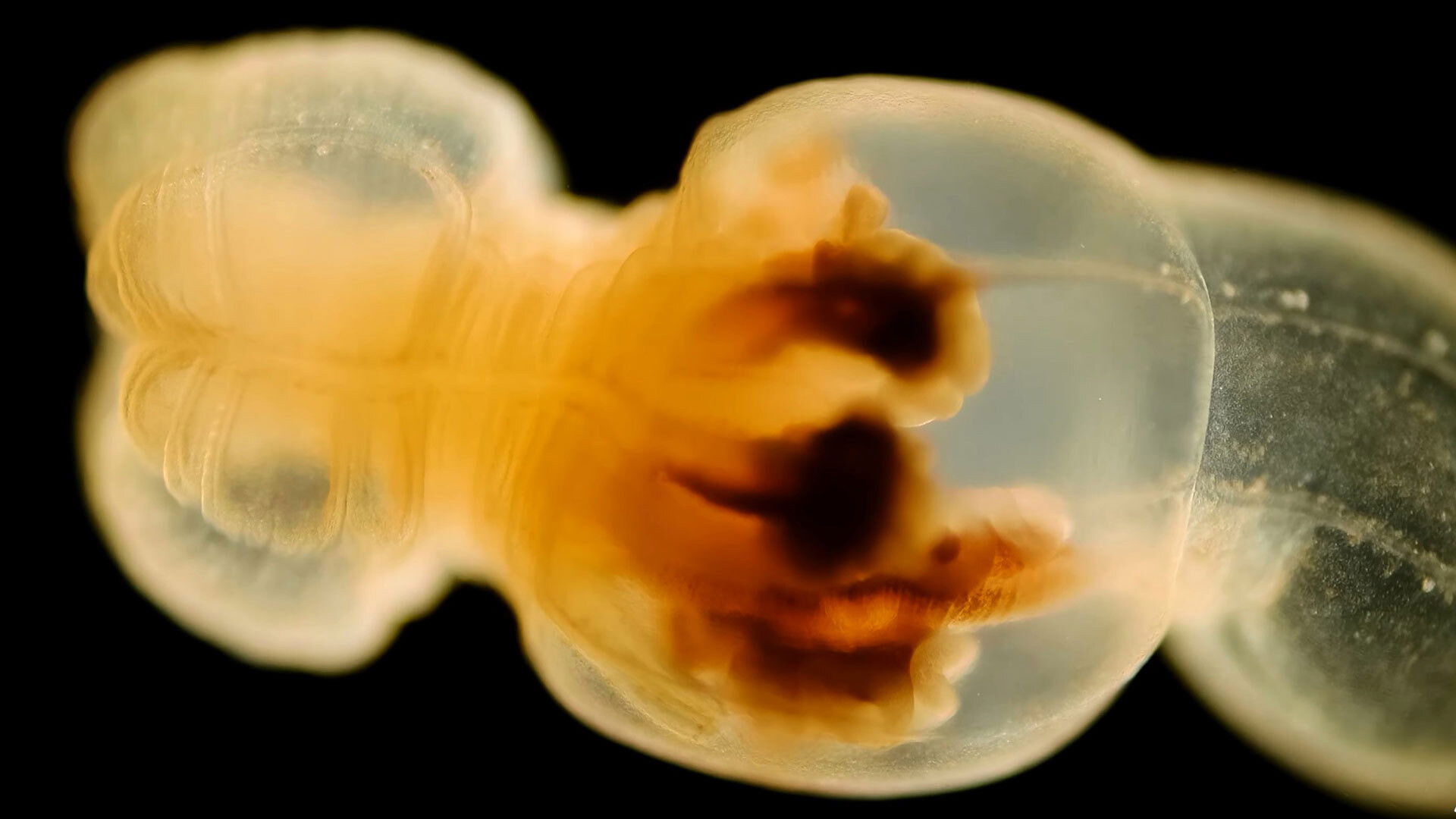 Where Is This Anemone Really From?