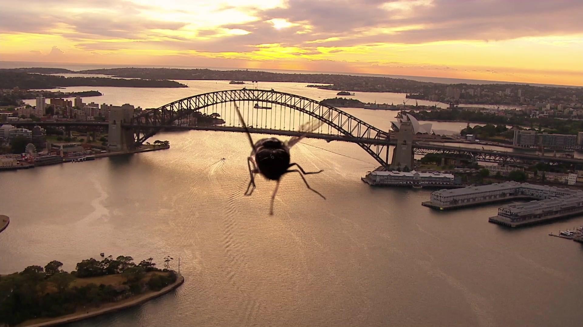 The Great Australian Fly 2014 123movies