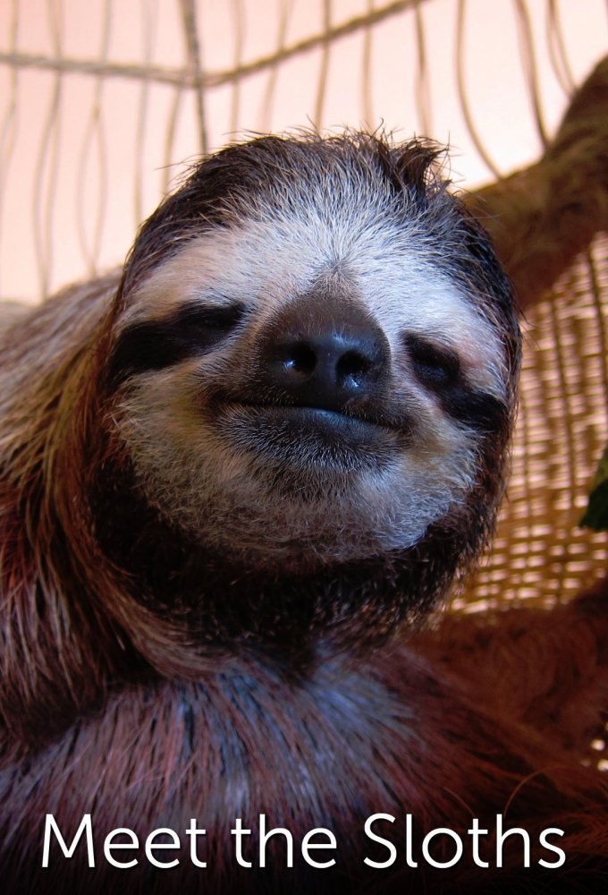 Poster de Meet the Sloths