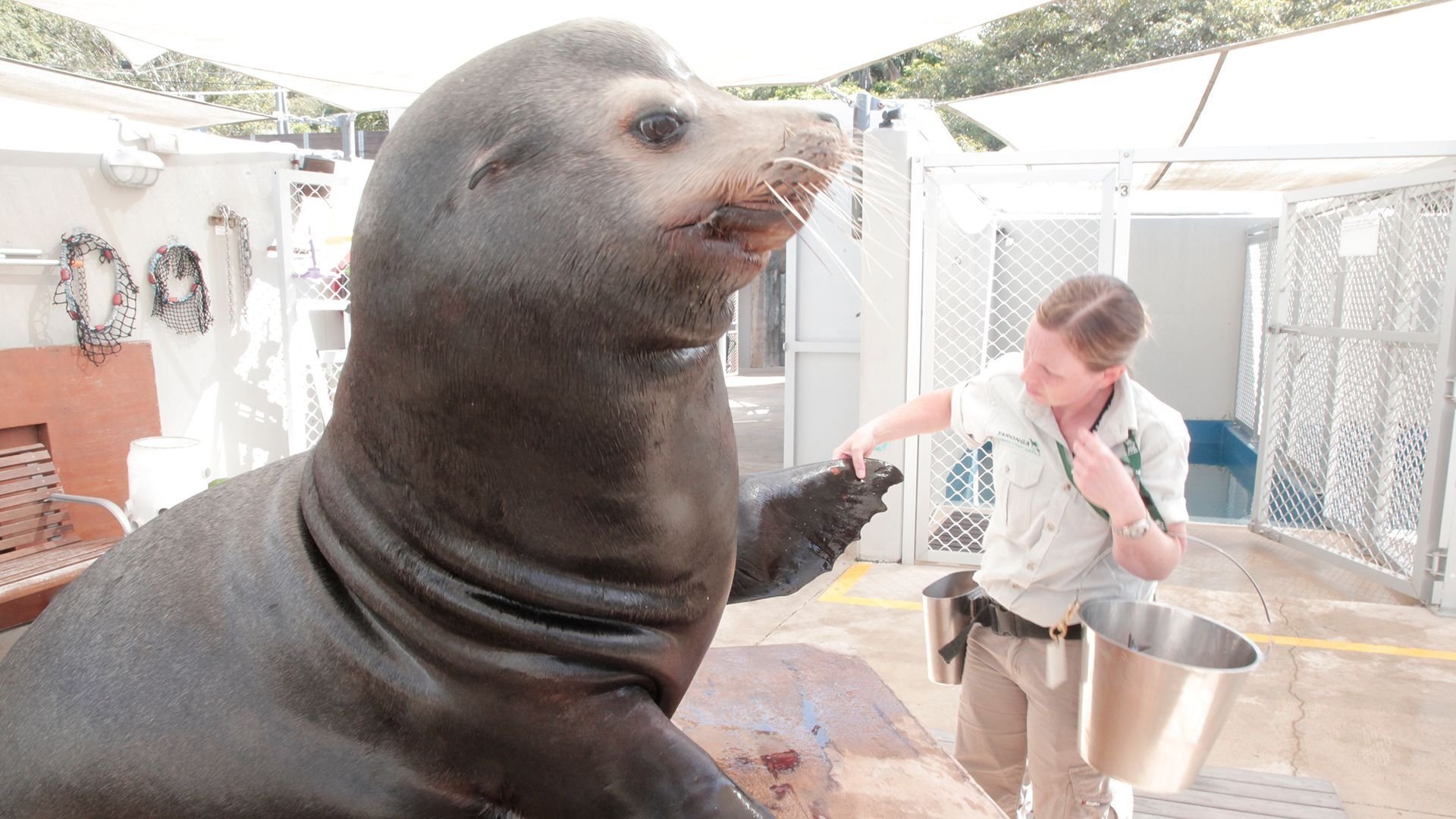 Secrets of the Zoo: Down Under 1×7