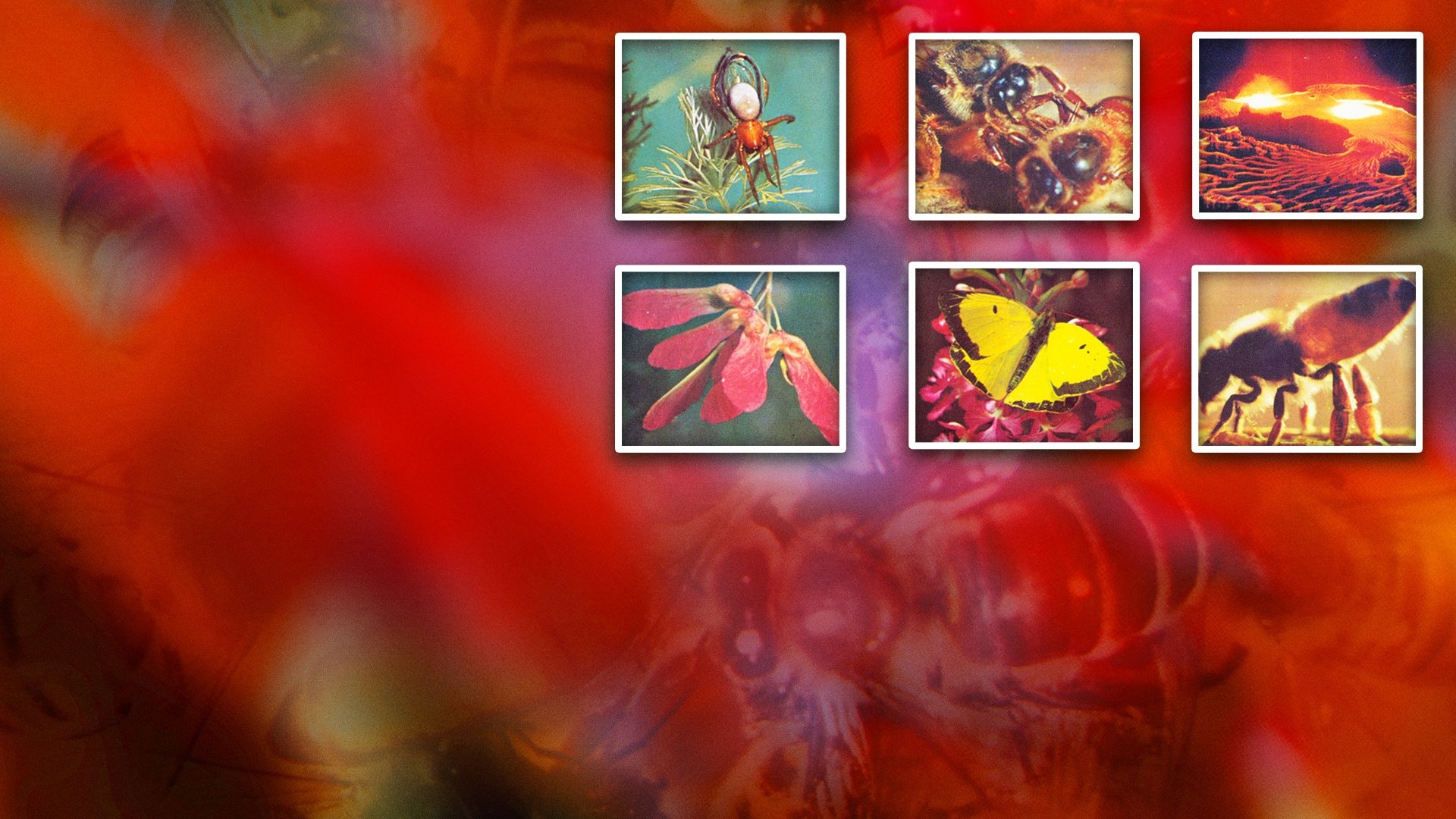 Backdrop image