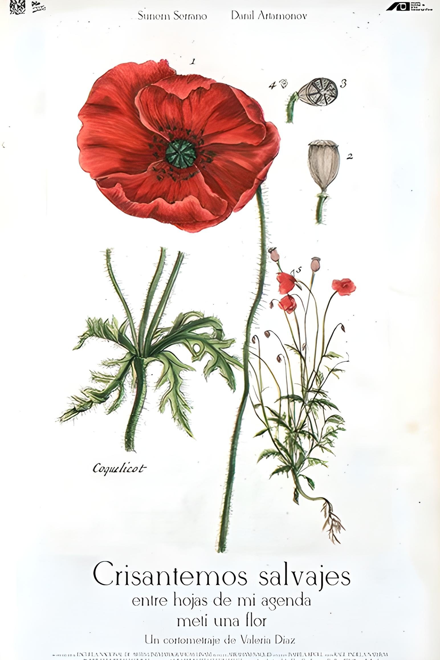 Poster de Crisantemos salvajes entre hojas de mi agenda metí una flor