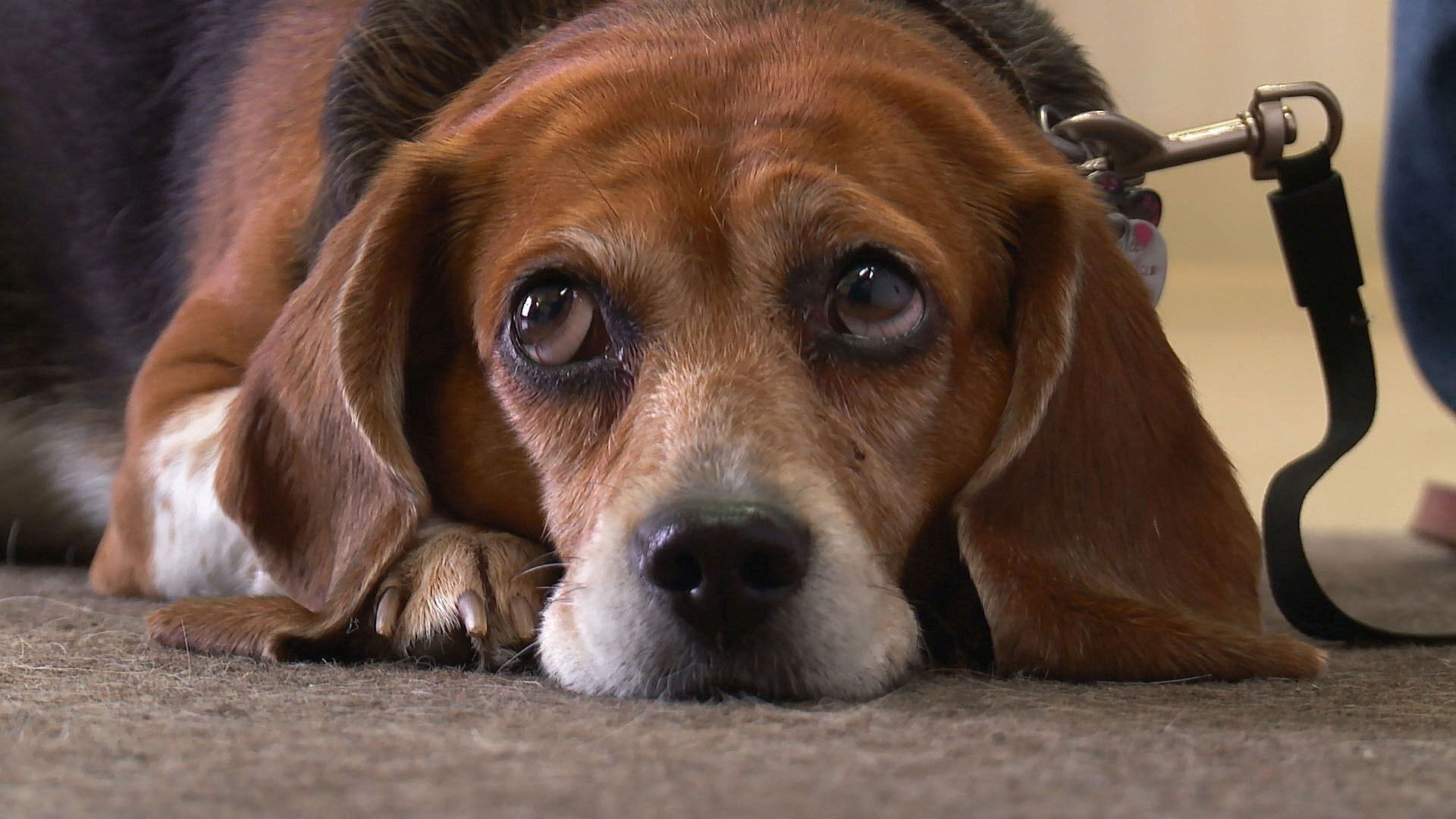 Pop! Goes the Beagle