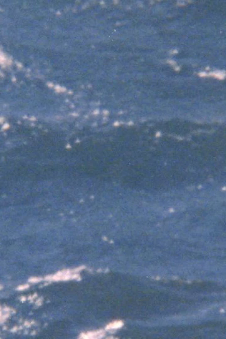 Poster de The possibility of being sea