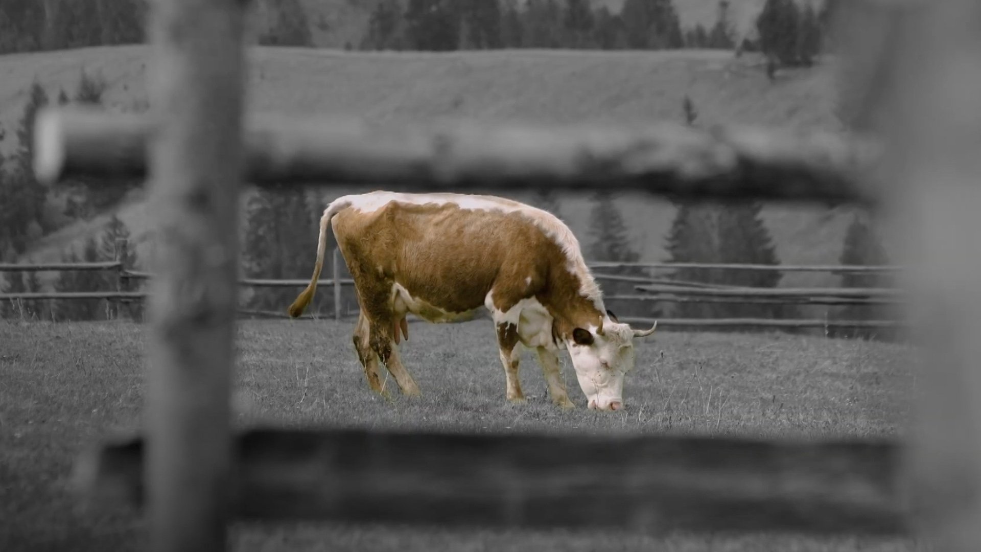 animal.