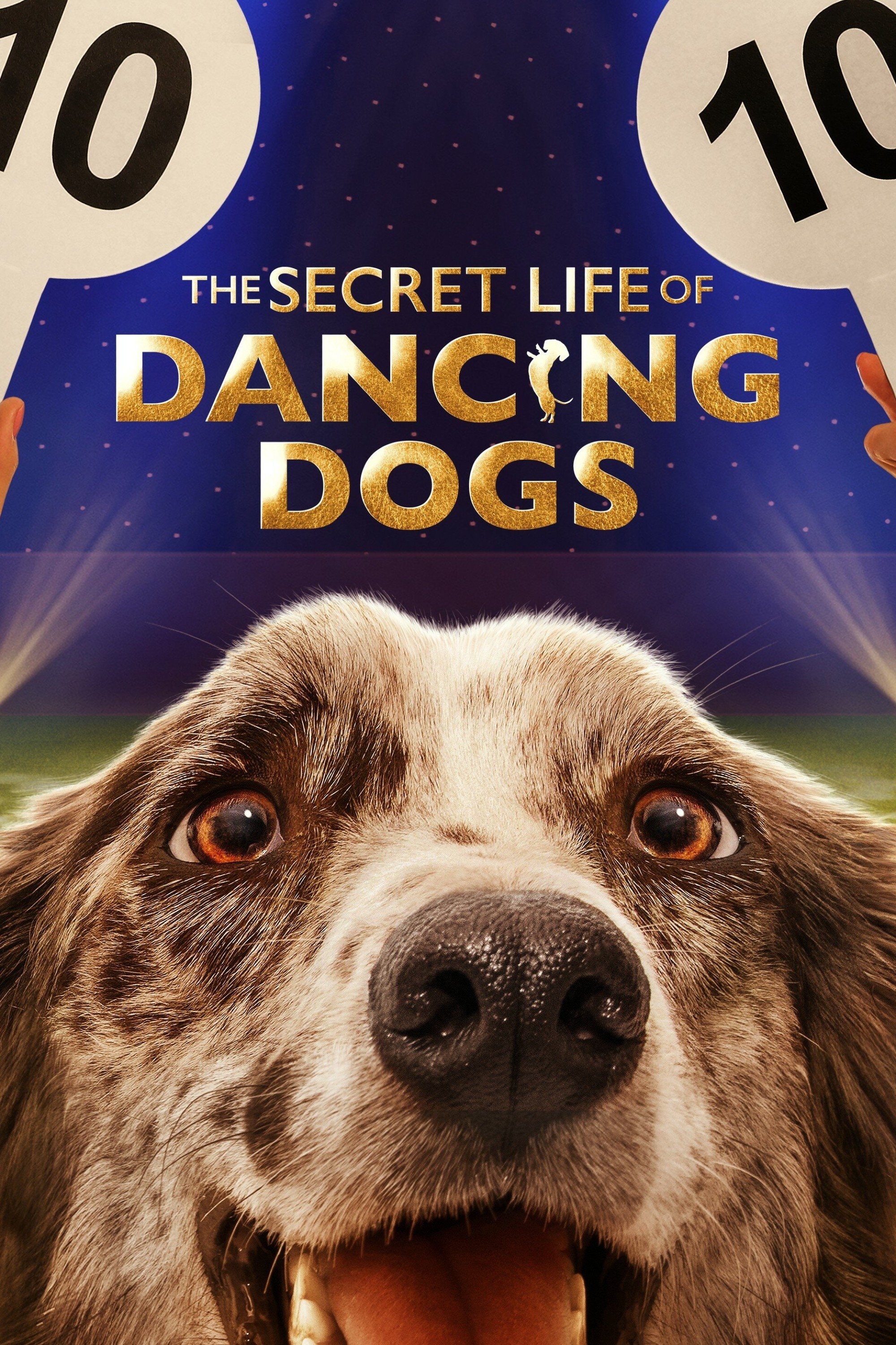 Poster de A Vida Secreta dos Cães Dançarinos
