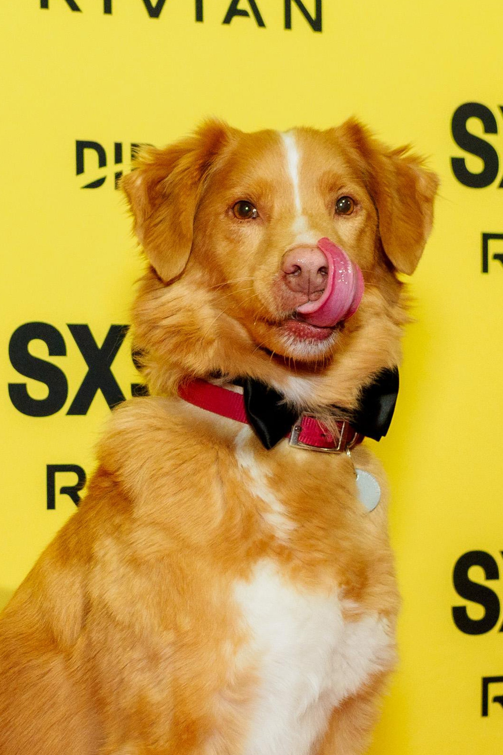 Foto de Indy