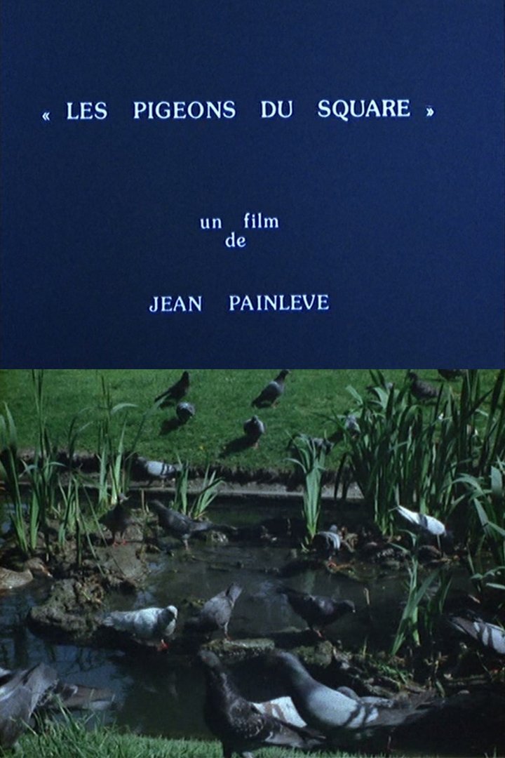 Poster de Les pigeons du square