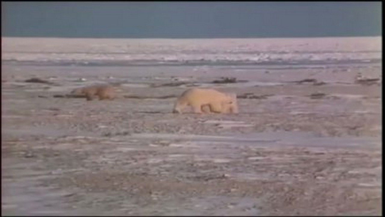 Problem Bears of the North