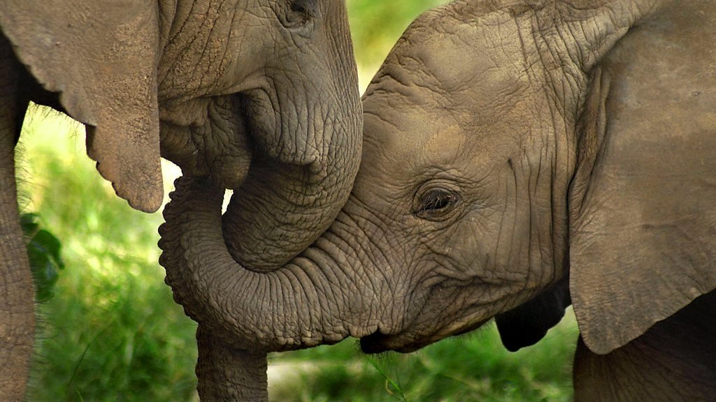 The Secret Life of Elephants