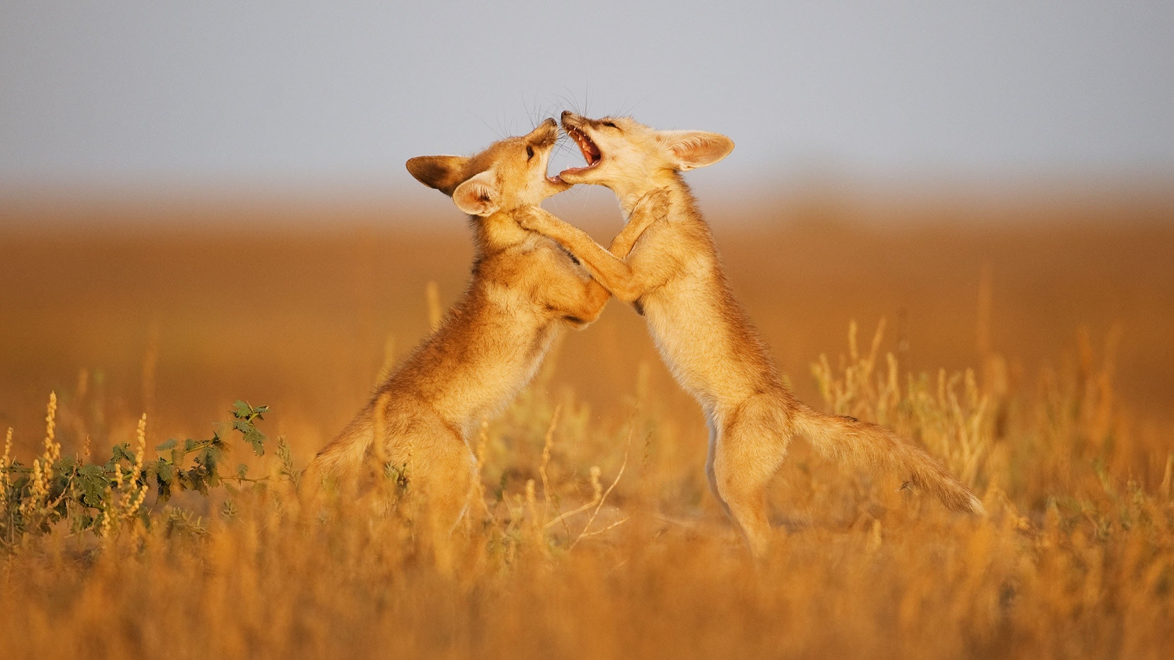 Secrets of the Wild