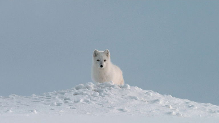 If I Were an Arctic Fox