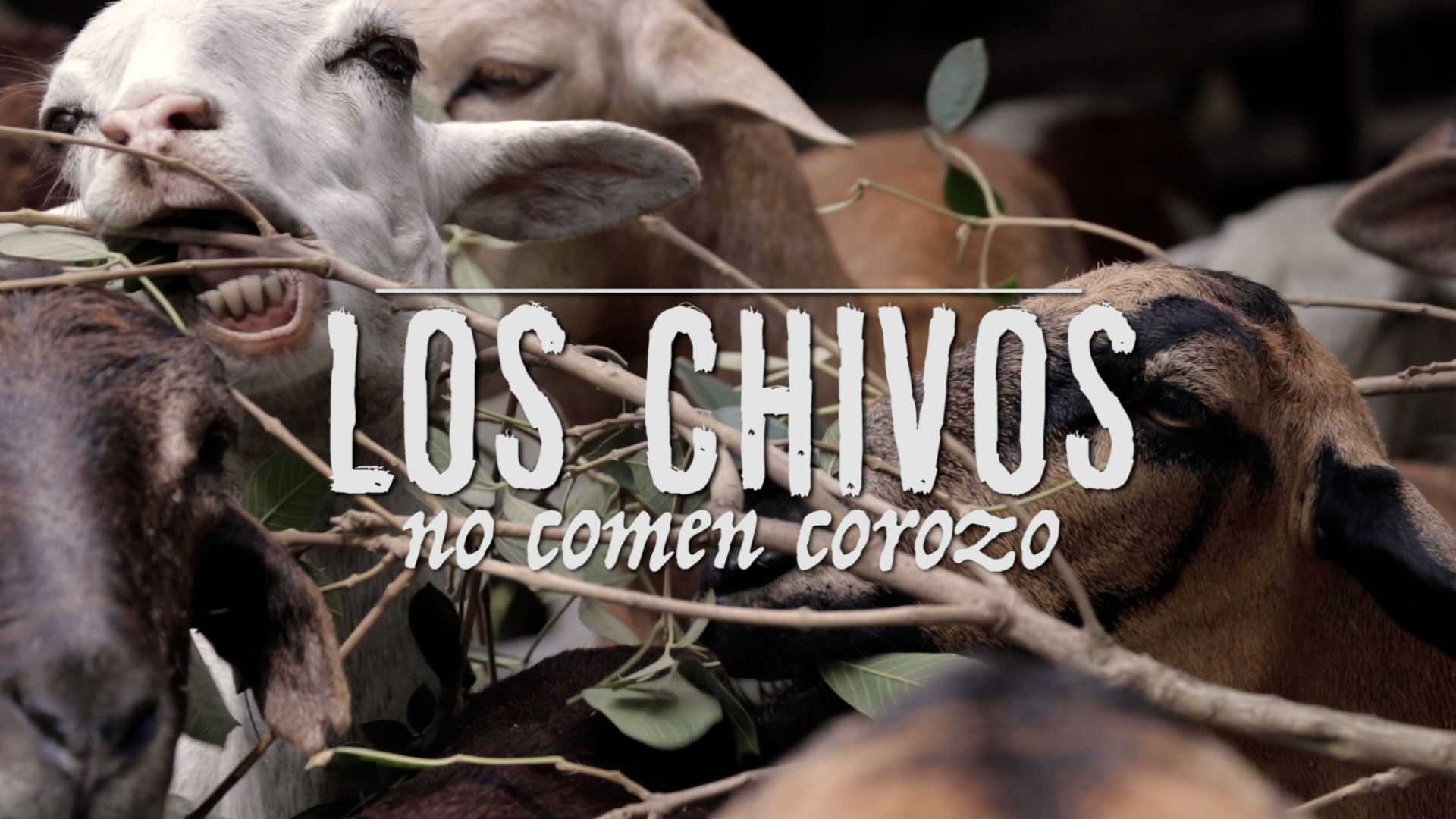 Los chivos no comen corozo