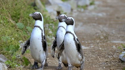 Algoa Bay: Last Refuge of the African Penguin