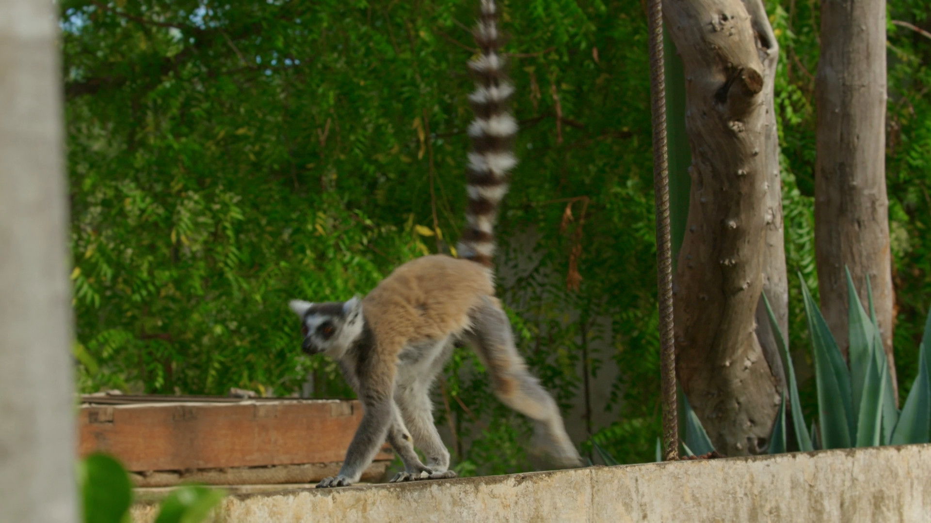 Gangs of Lemur Island