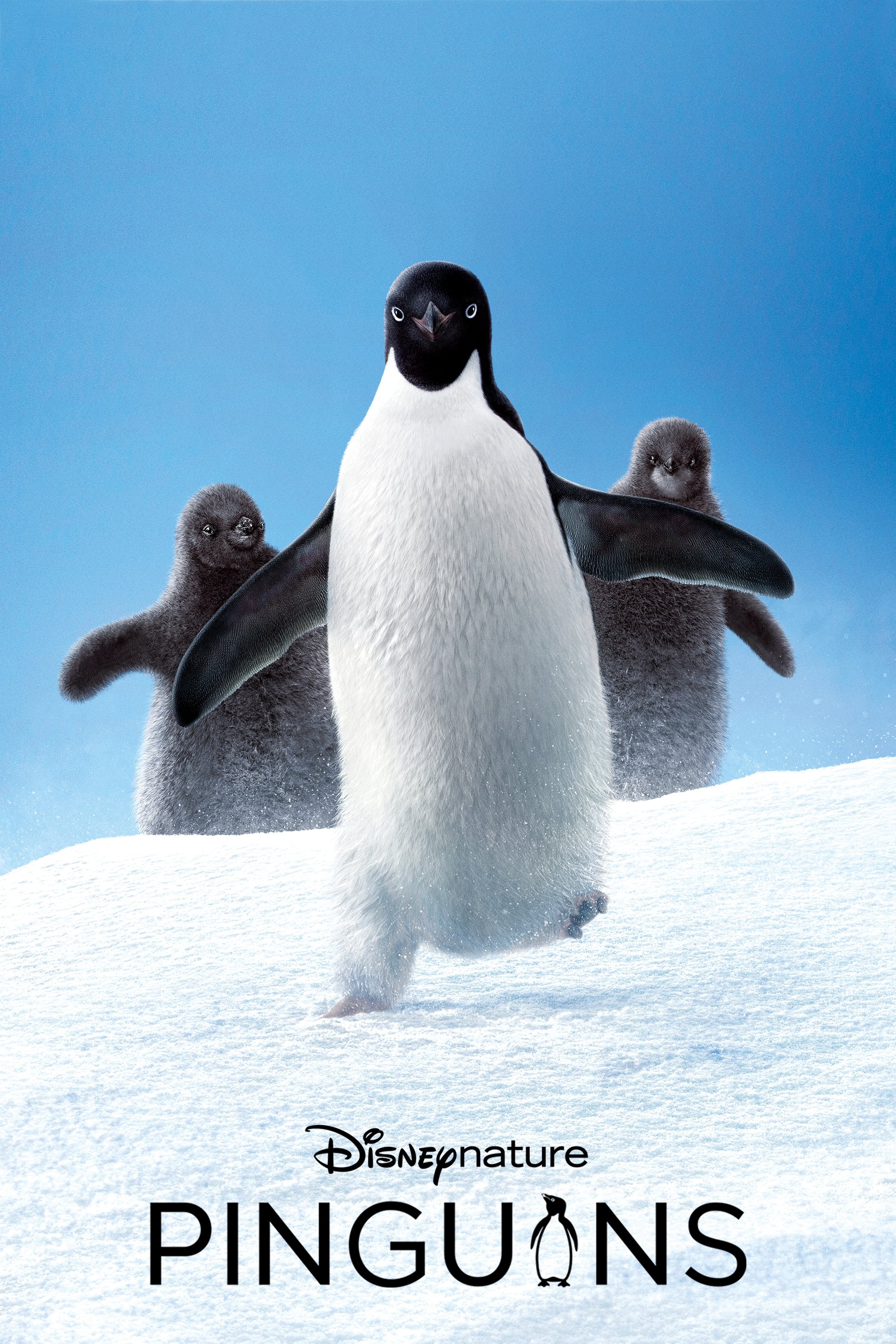 Poster de Pinguins