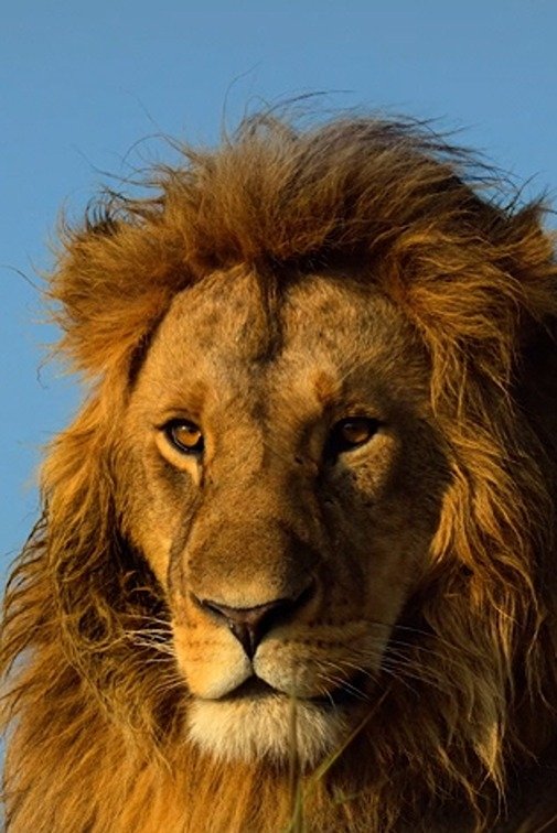 Poster de Serengeti
