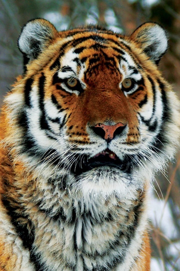 Poster de Operation Snow Tiger