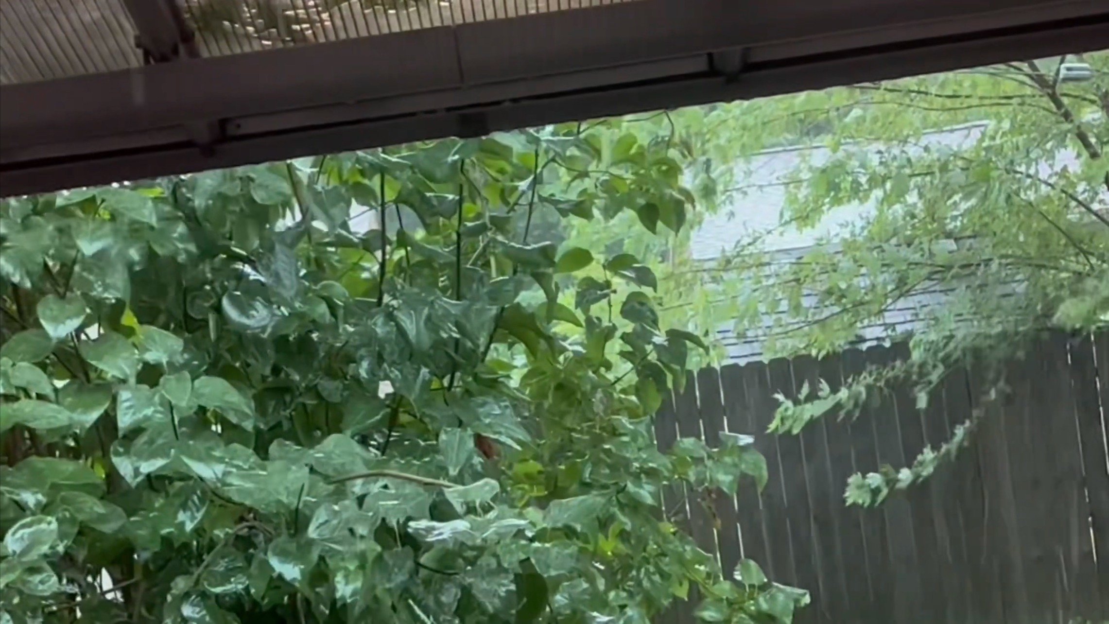 Drizzle of the Rain