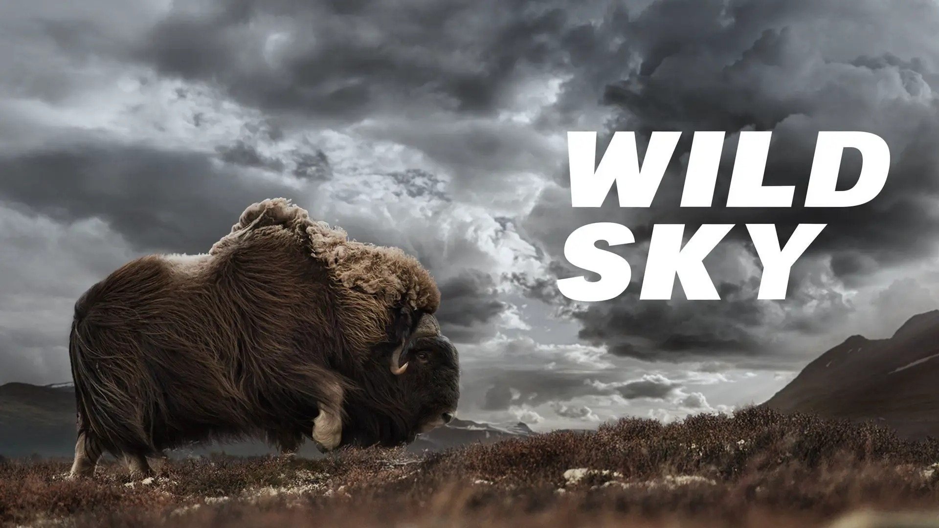 Wild Sky