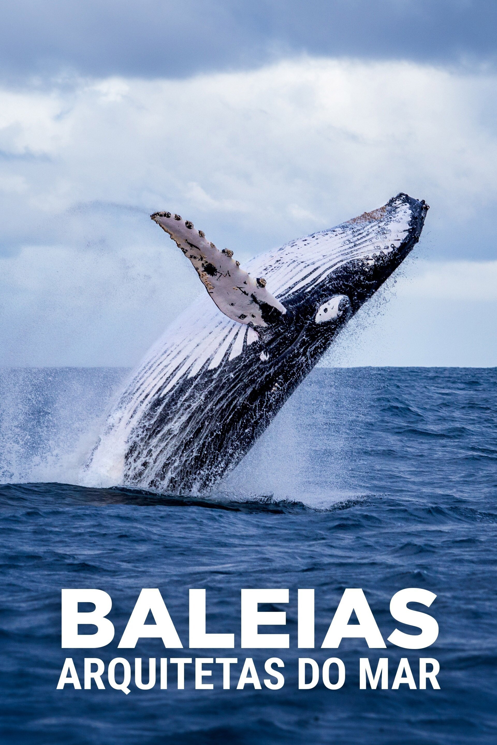 Poster de Baleias: Arquitetas do Mar