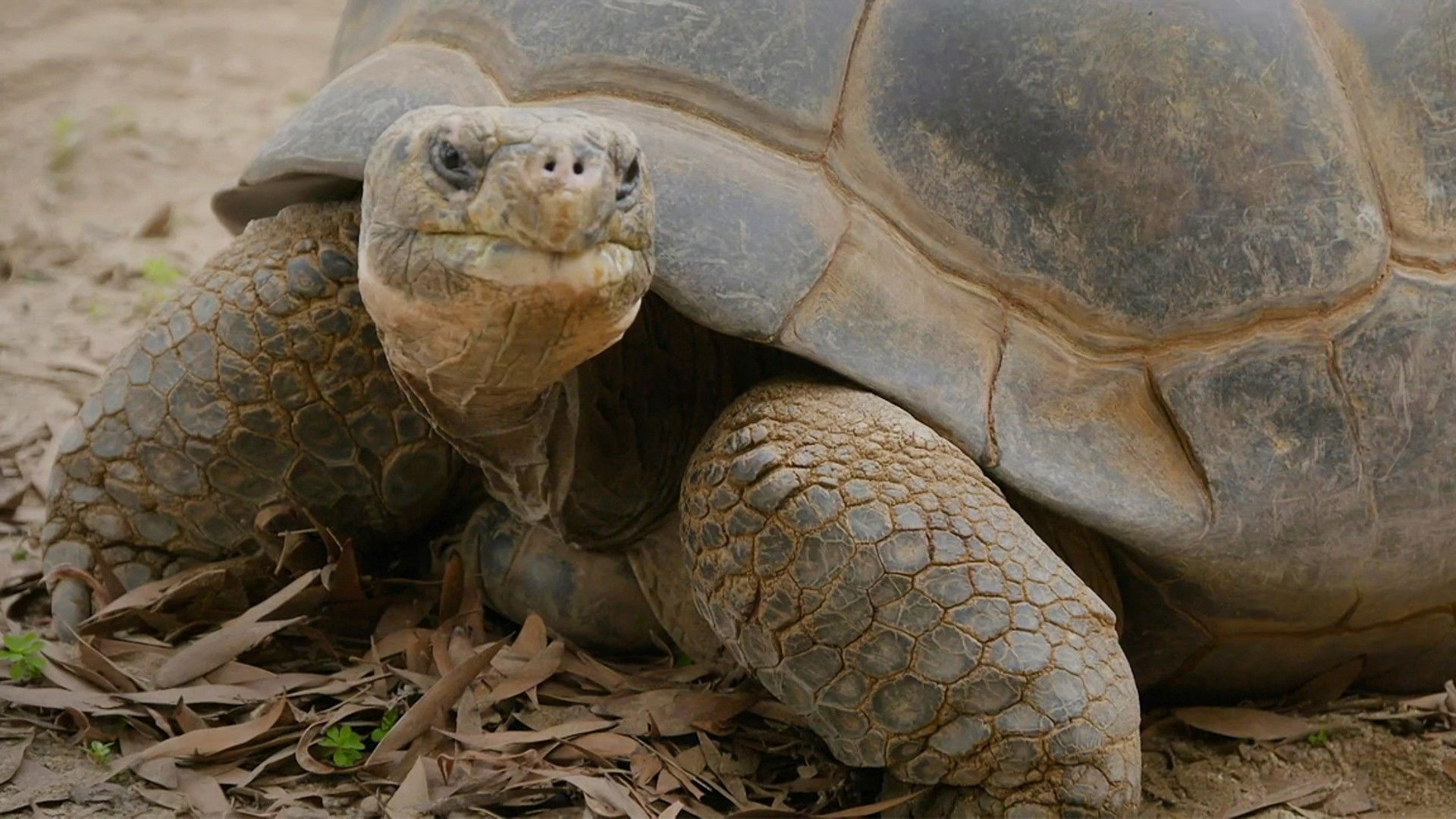 Abigail the Incredible
