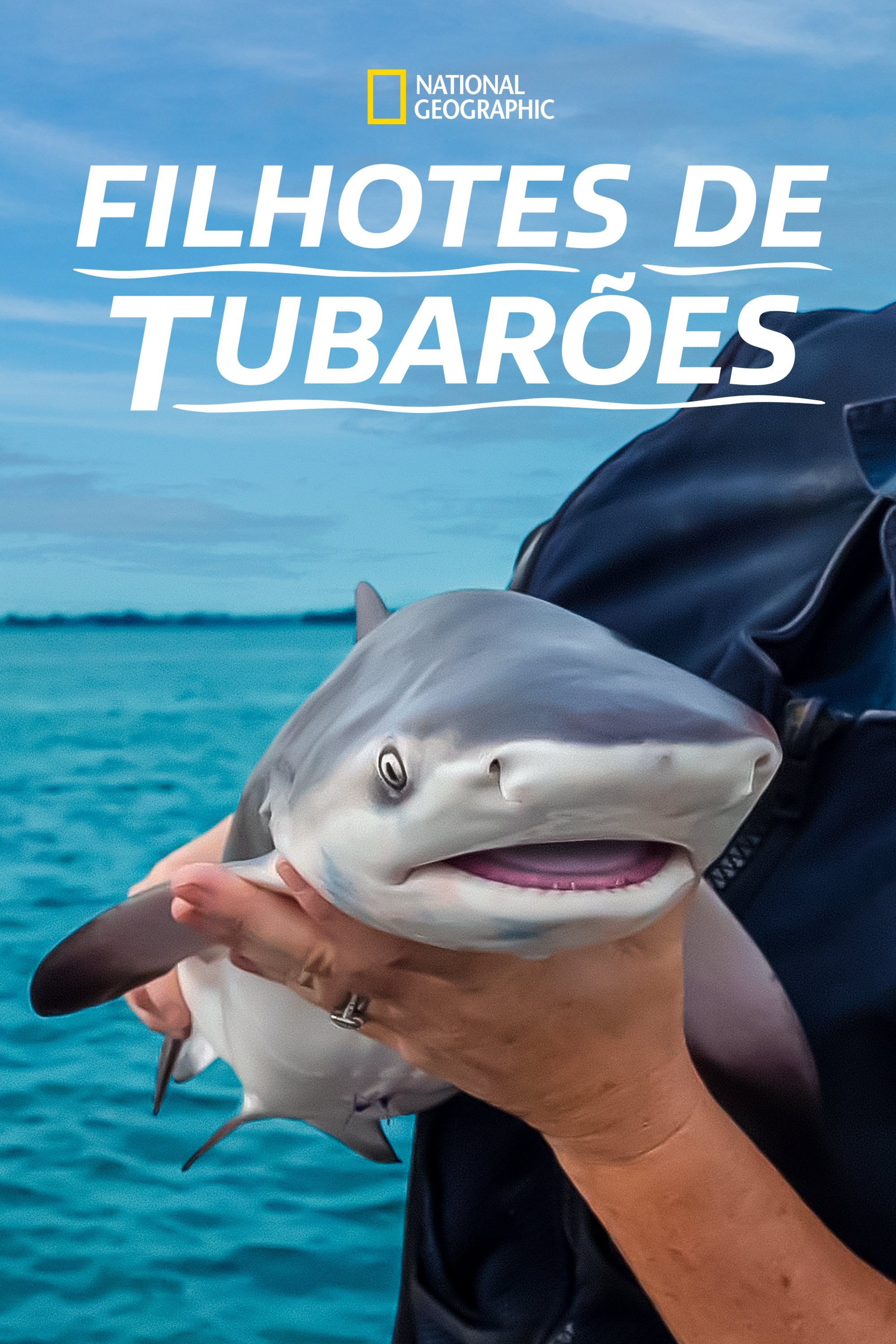 Poster de Filhotes de Tubarões