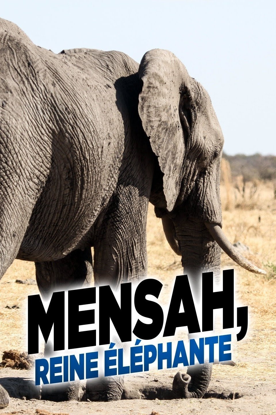 Poster for Elephant Queen