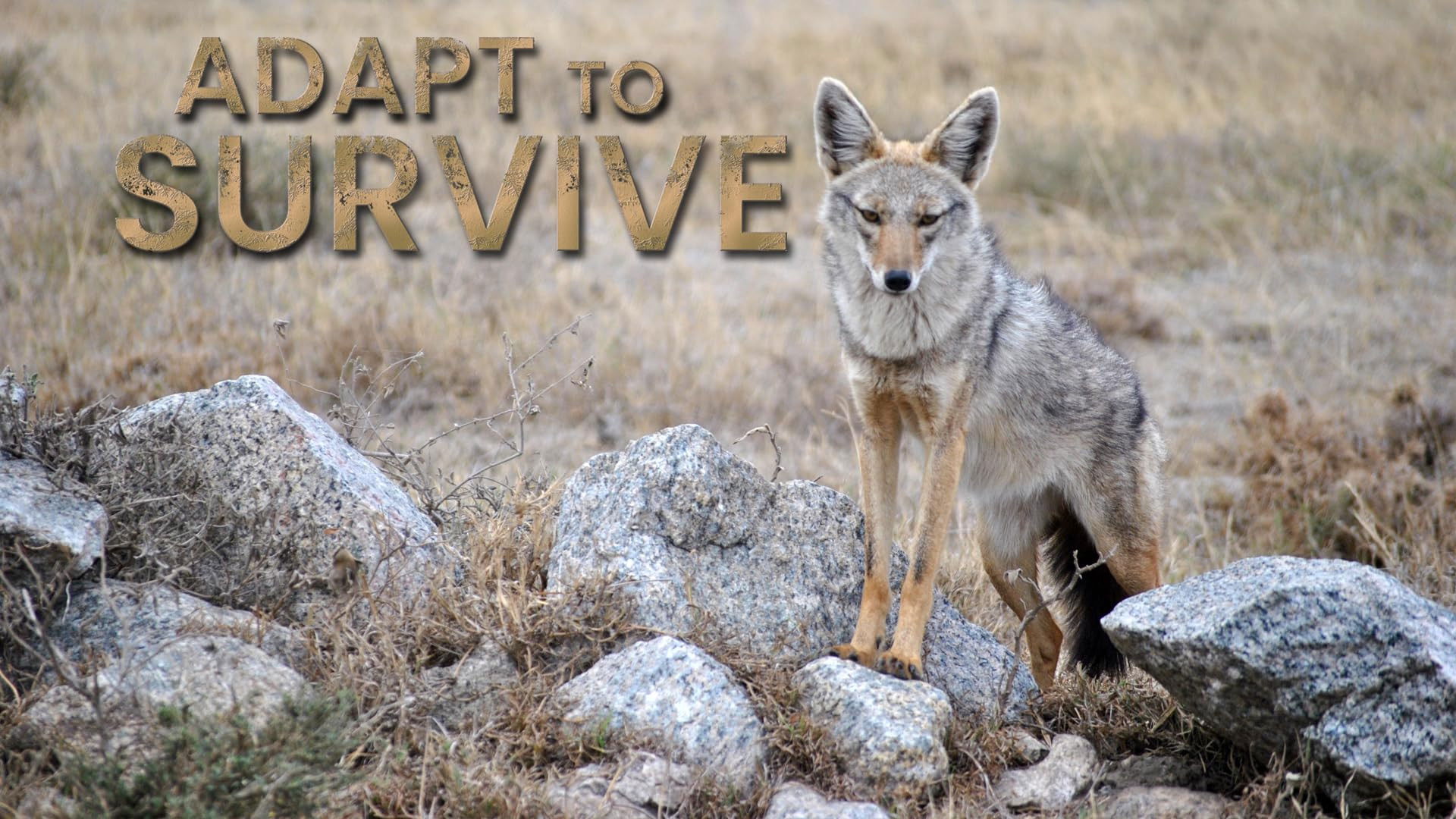 Cunning Opportunists