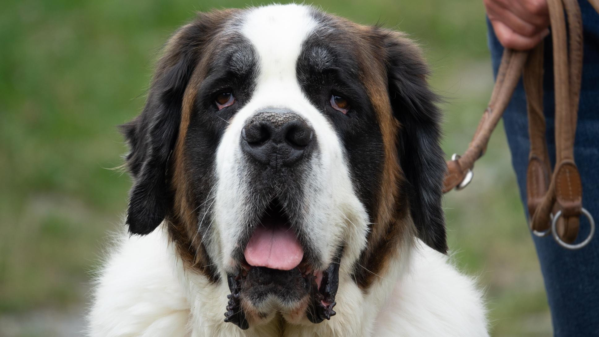 Lake Geneva and the Valais Region, Switzerland