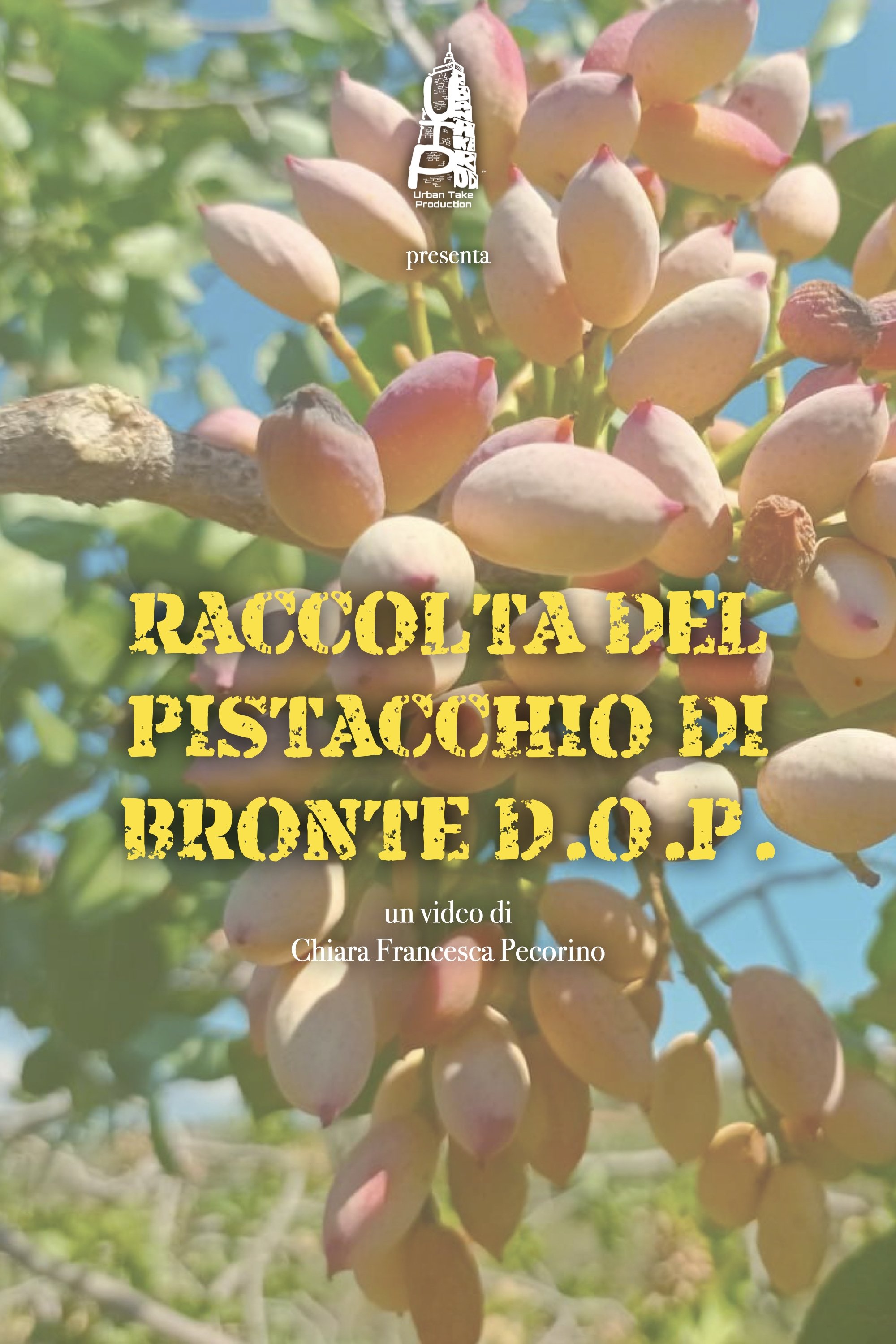 Poster de Raccolta del pistacchio di Bronte D.O.P.
