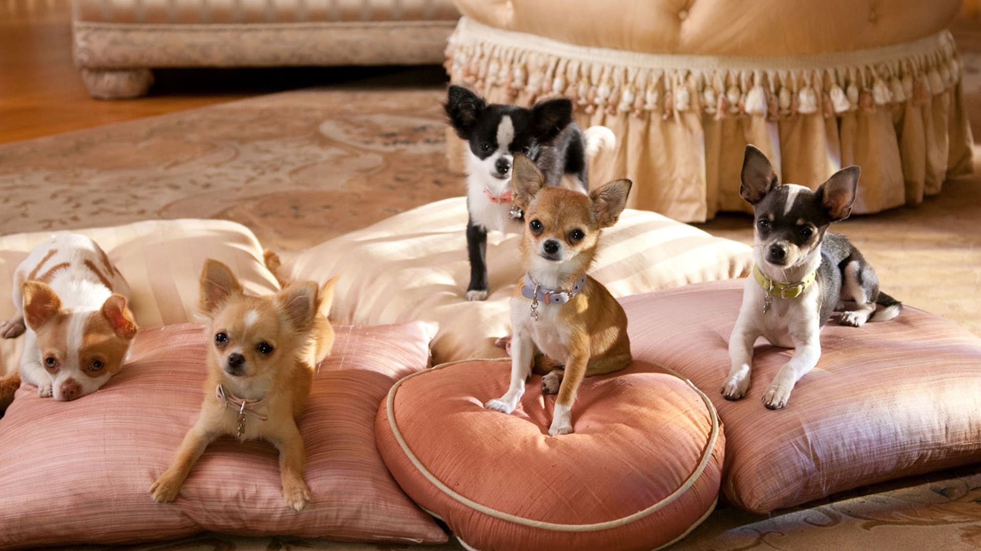 Beverly Hills Chihuahua 2 2011 123movies