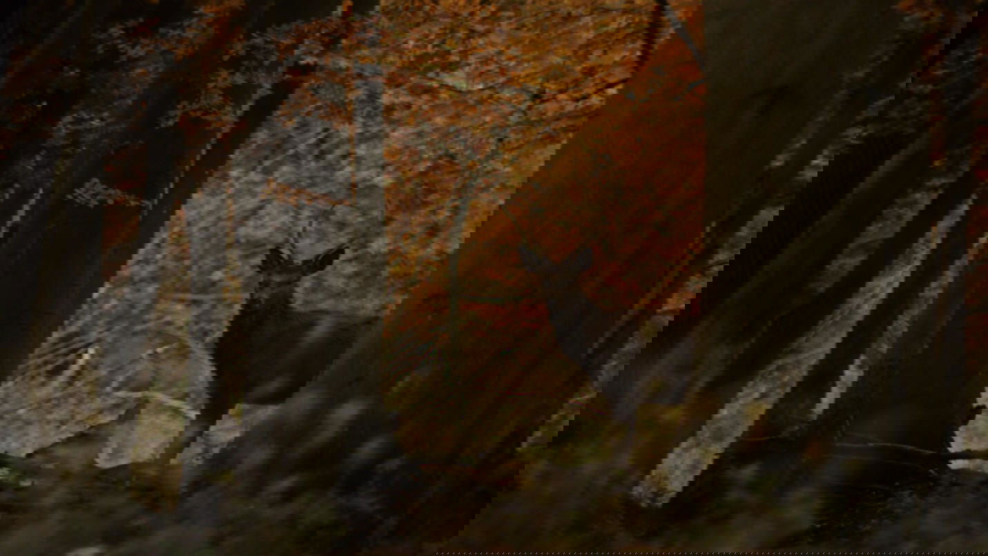 backdrops