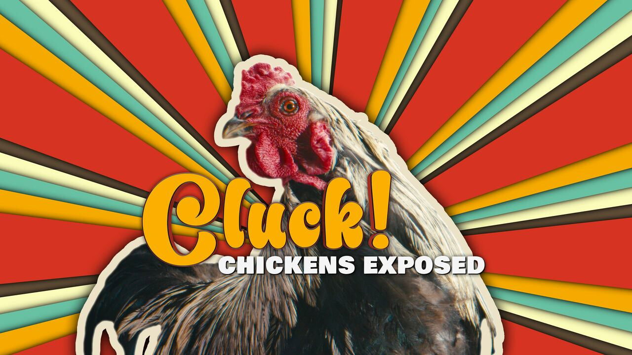 Cluck! Chickens Exposed