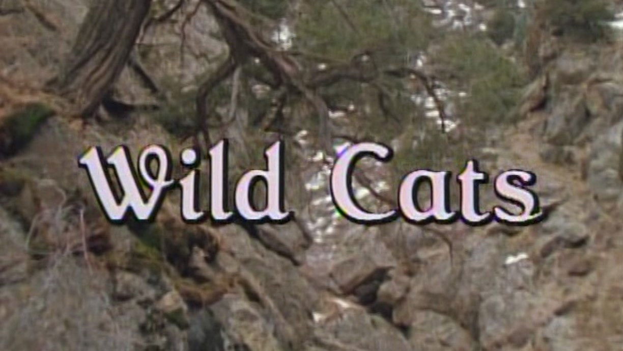 Wild Cats