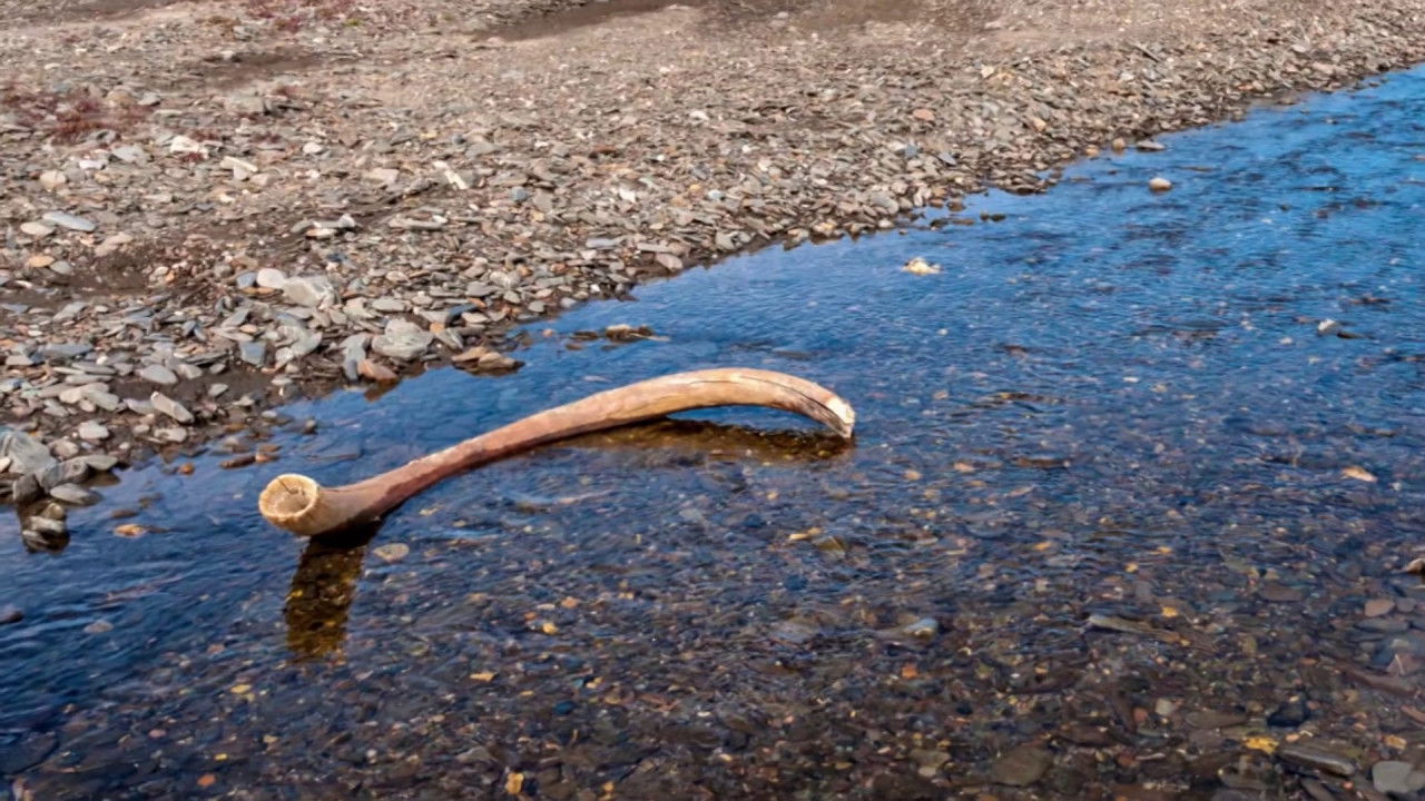 Woolly Mammoths Last Stand