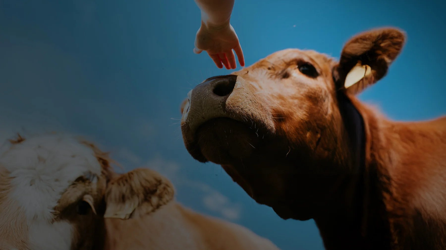 L'abattoir idéal, une histoire d'éleveurs