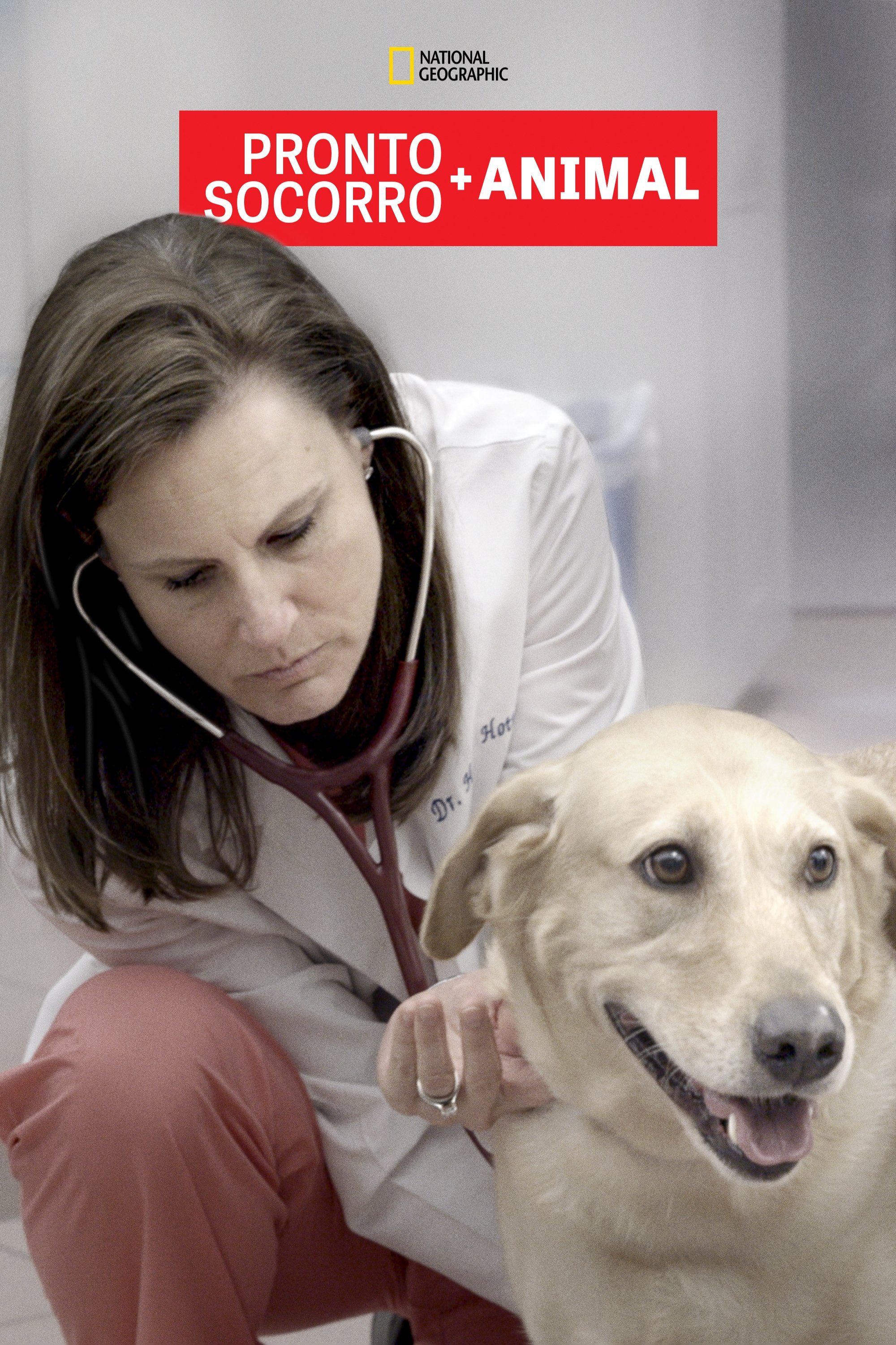 Poster de Pronto-Socorro Animal
