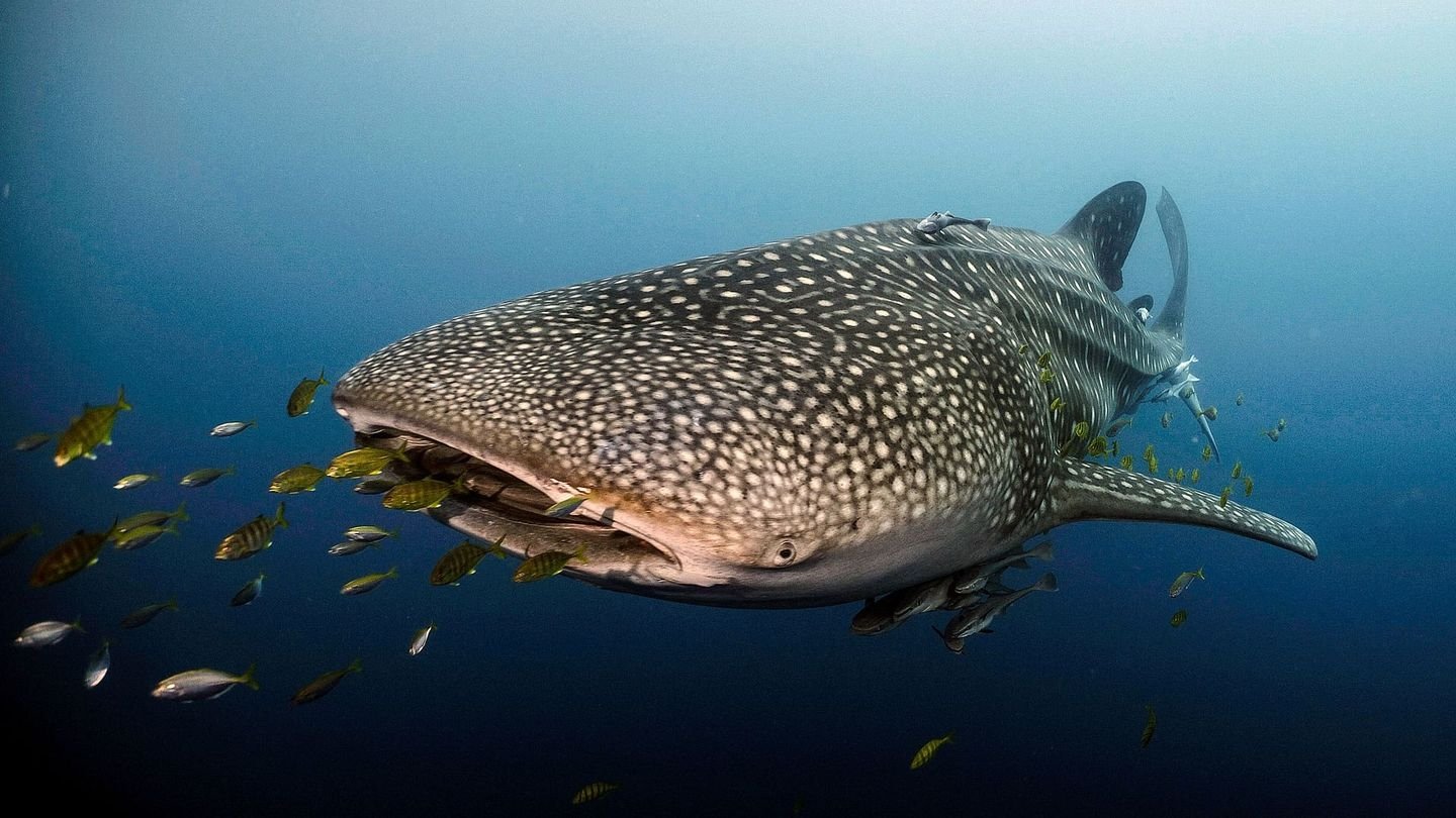 Le long voyage d’un requin-baleine