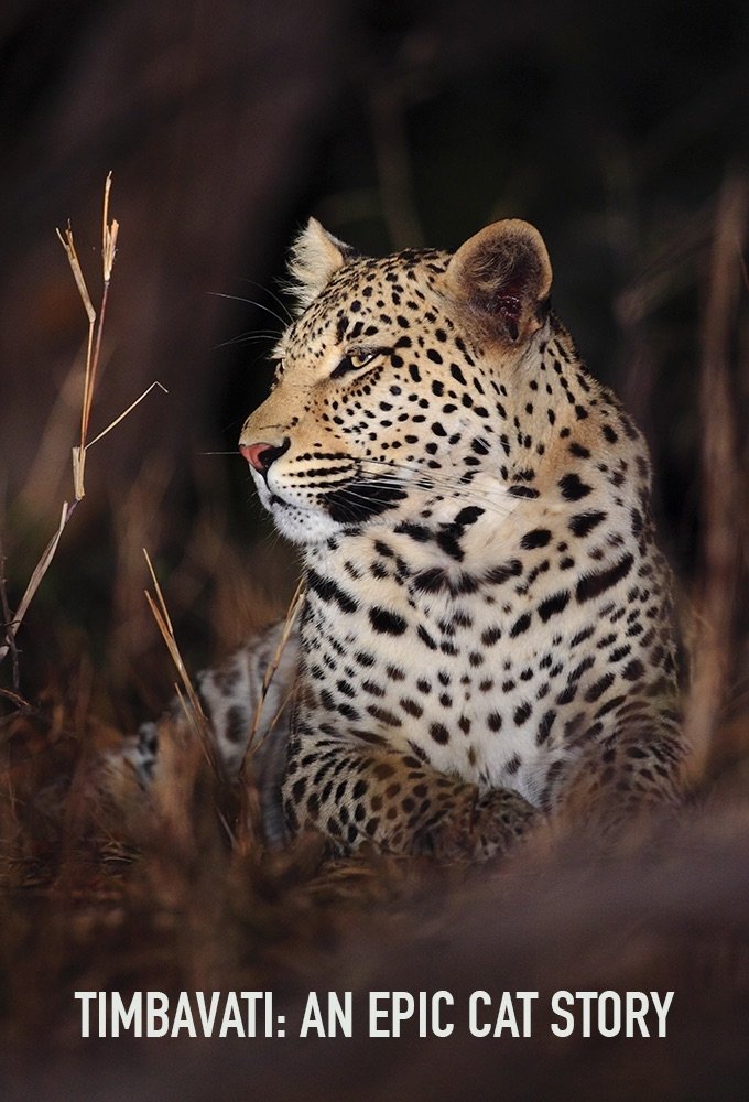 Poster de Timbavati: An Epic Cat Story