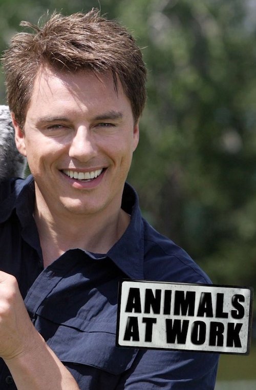 Poster de Animals at Work